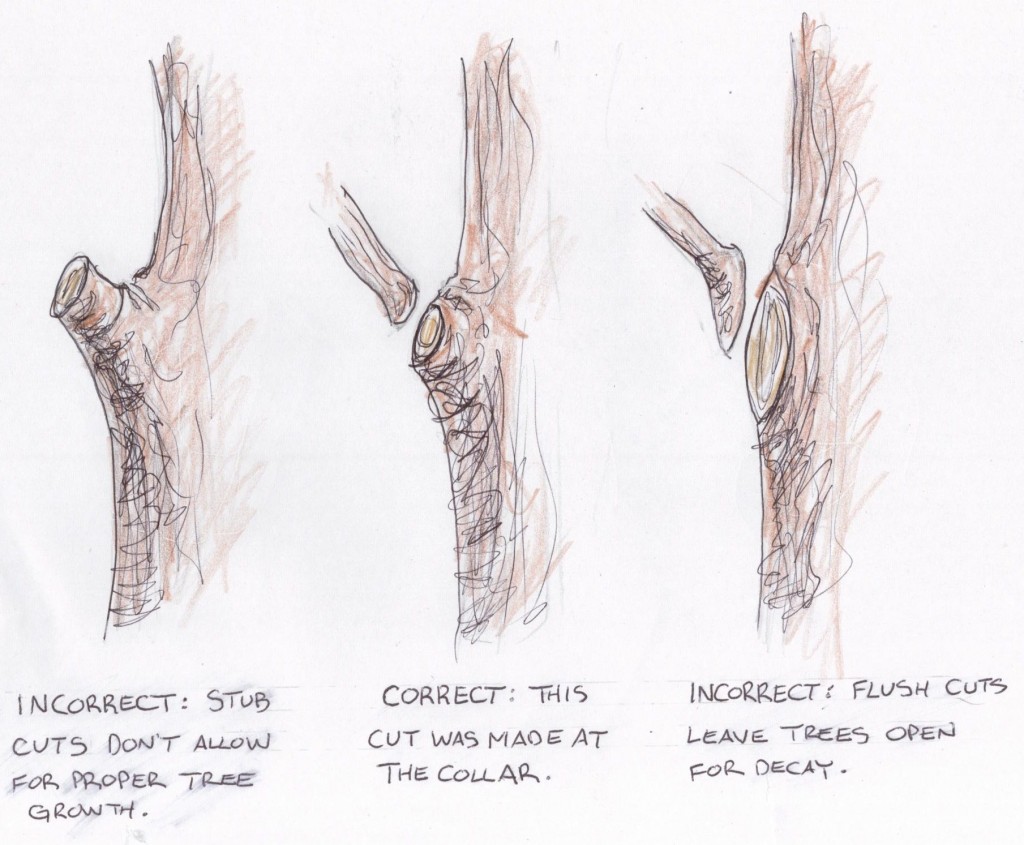 correct and incorrect pruning cuts