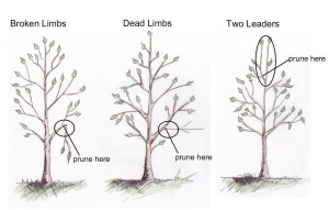 keep pruning of new trees to a minumum