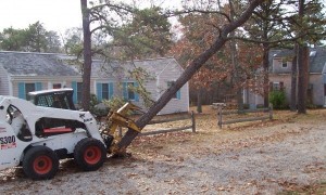 Tree removal with Bobcat