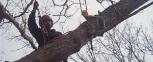 Expert rigging and tree cutting