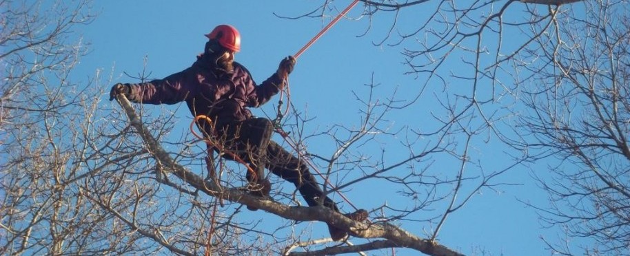 Cutting trees on Cape Cod, tree pruning, tree climbing | Cape Cod Tree ...