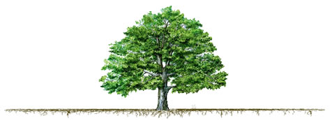 tree fertilizing is important for urban and residential trees.