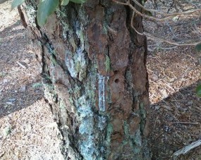 Pine Bark Beetles are responsable for many tree removals on Cape Cod