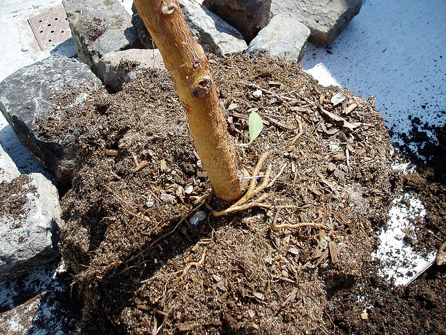 Girdling roots cause ttrouble for new tree plantings