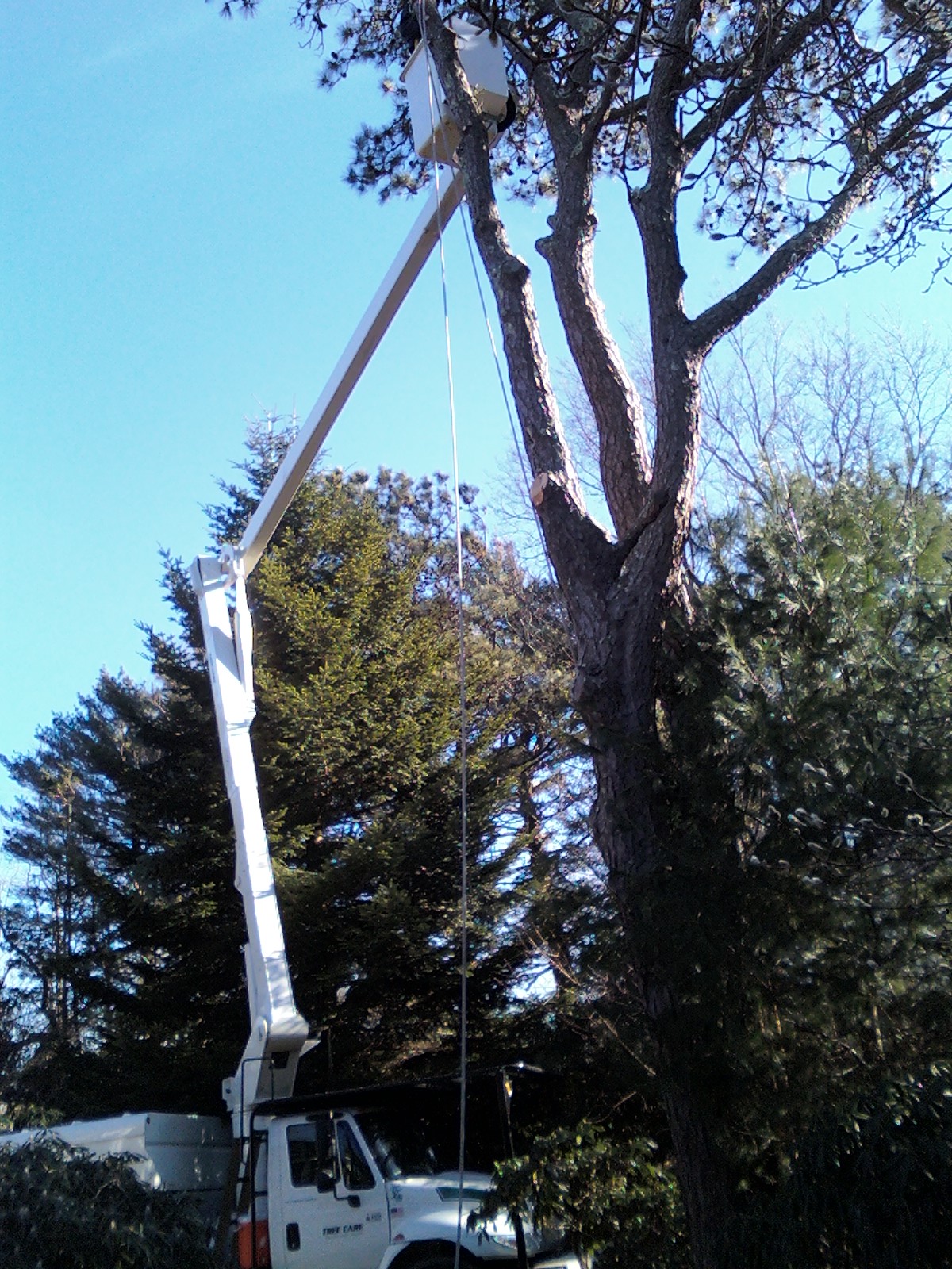 Bucket in tree top Cape Cod Tree Service