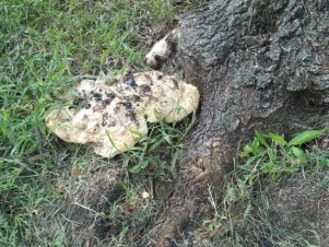 Fruiting bodies on roots indicate decay  and may require tree removal