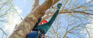tree pruning service on Cape Cod