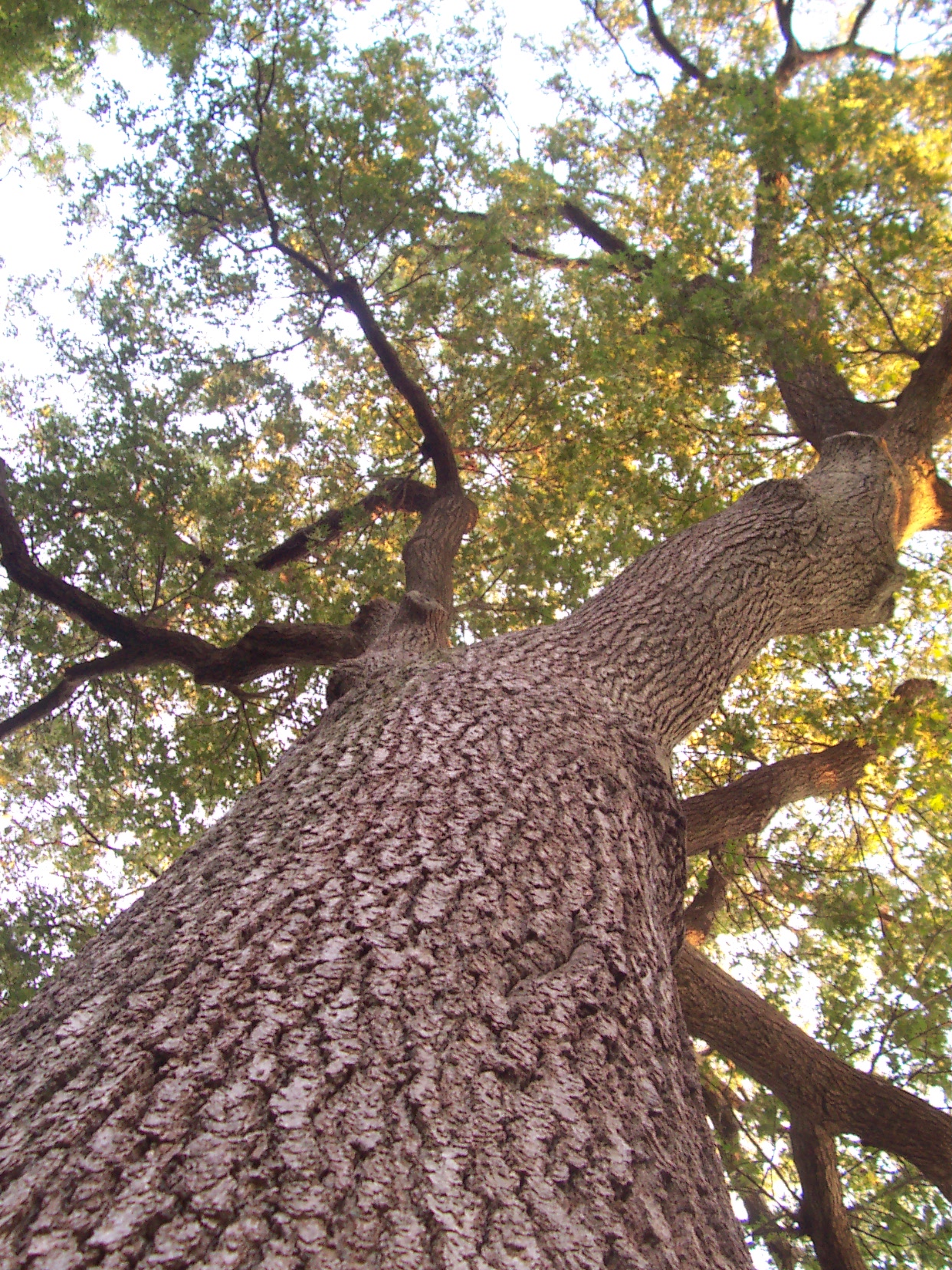 Oak tree on Cape Cod