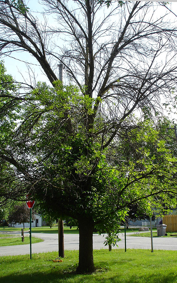ashdying Cape Cod Tree Service