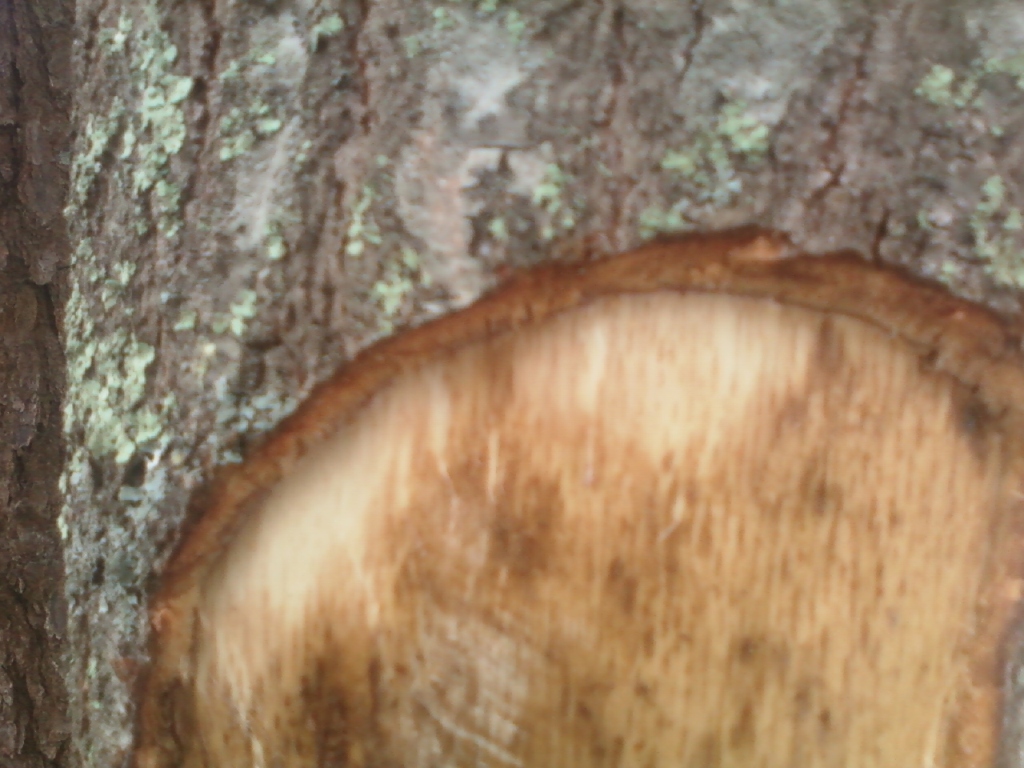 Clean cut on  tree trunk