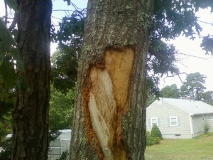 Repairing dmaged tree bark