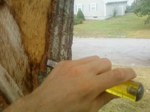 Bark tracing