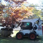 Transplanting trees in Falmouth