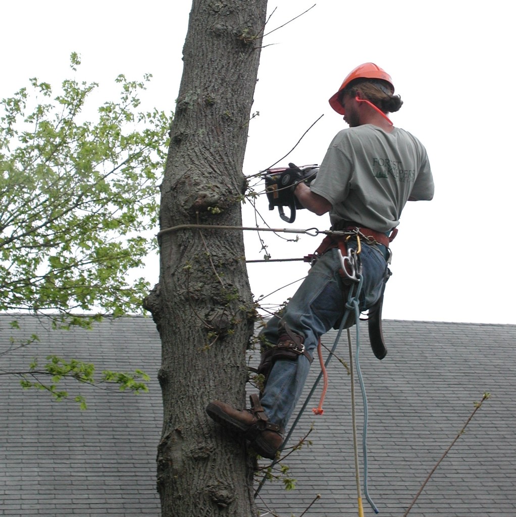 Professional cape cod tree pruning