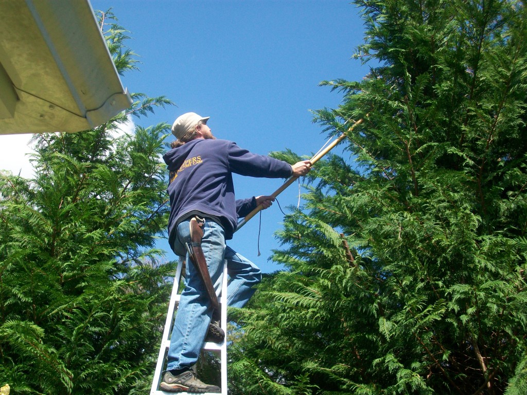 Pruning cypress from ladder Cape Cod Tree Service