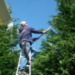 Pruning trees in Falmouth, MA