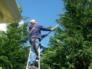 Pruning trees in Falmouth, MA