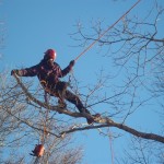 trimming trees in Sandwich