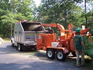 Removing trees in Barnstable MA, cutting trees
