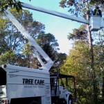 tree care for Barnstable
